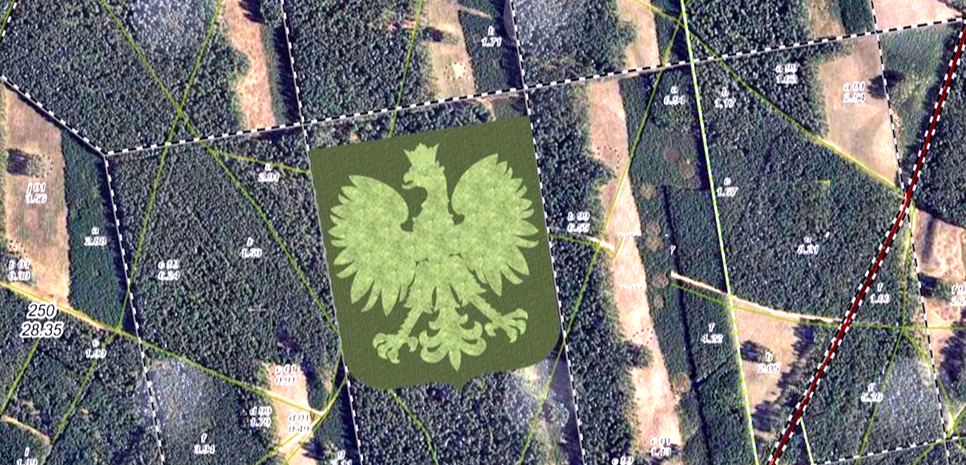 Akcja sadzenia „orła”