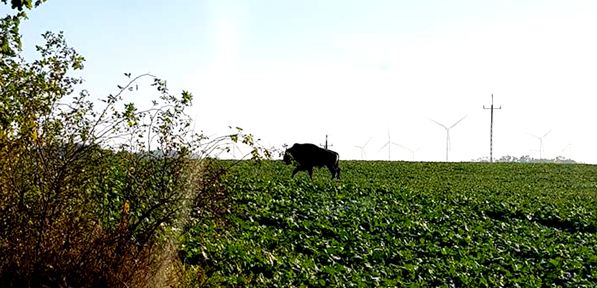 Żubr w powiecie lęborskim